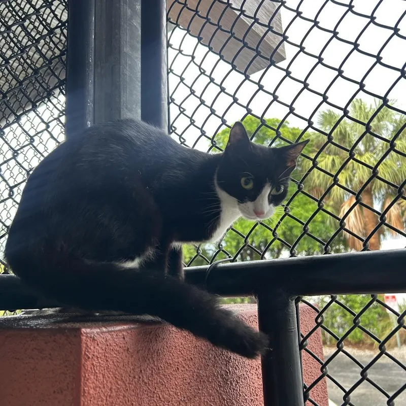 Tuxie thumbnail 5