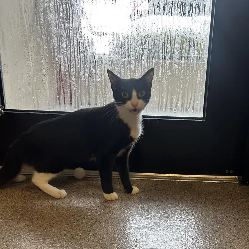 Tuxie thumbnail 6