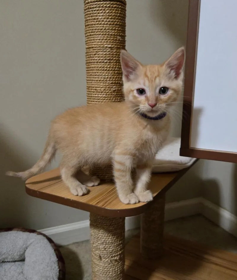 A baby medium-sized male Domestic Short Hair cat named Archie for adoption in Hoover , AL
