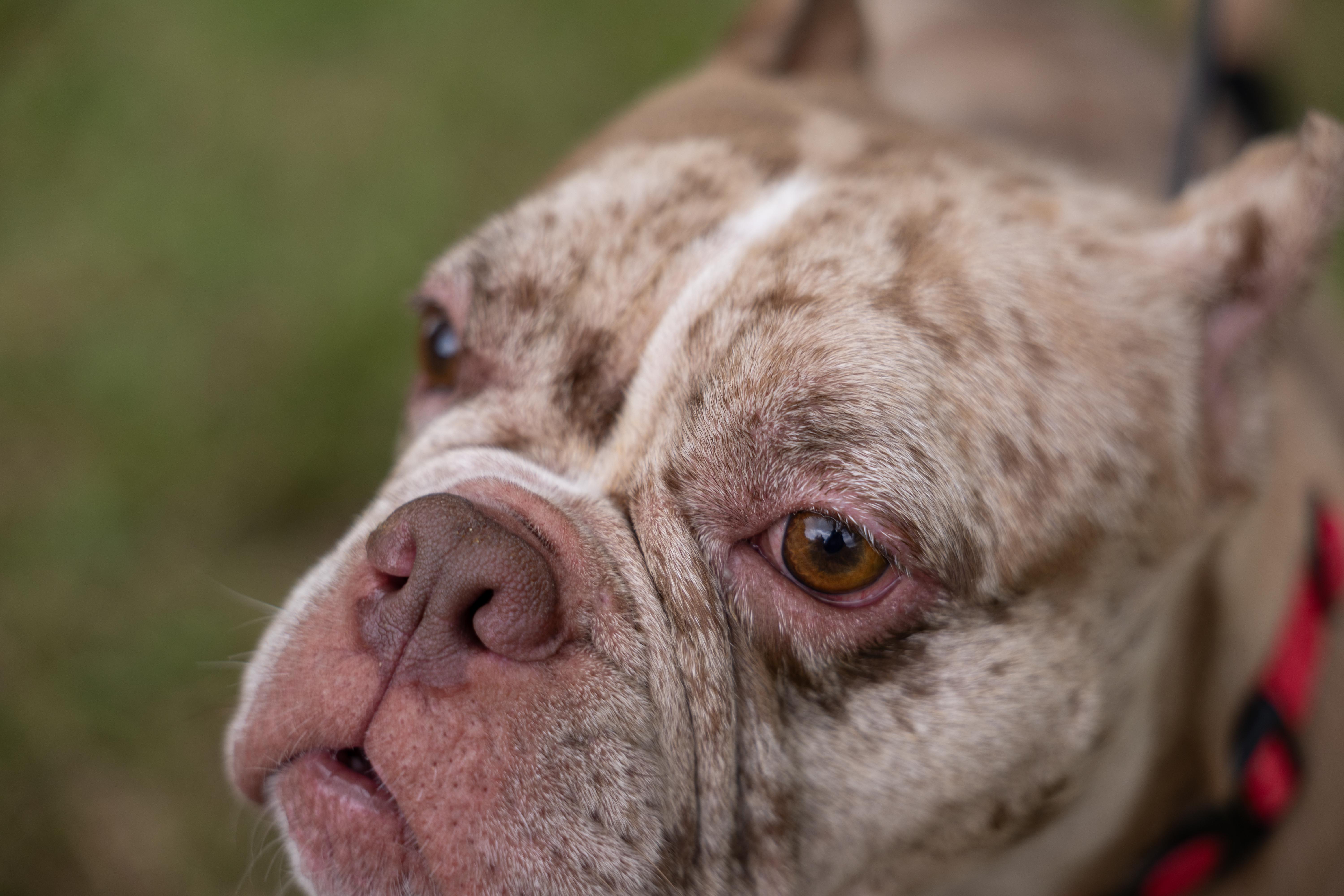 A young medium-sized female Brown / Chocolate Bulldog dog named Petunyah for adoption in Charlotte, NC