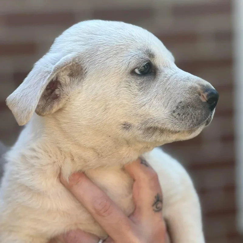 A baby medium-sized male Mixed Breed dog named Pluto for adoption in Albany, NY