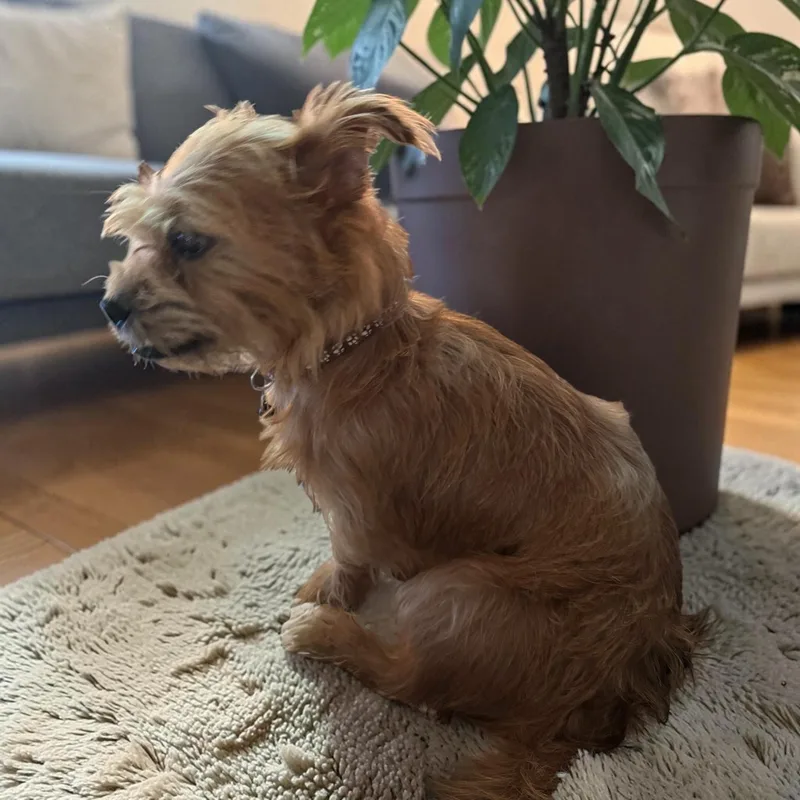 A young small-sized male Border Terrier dog named Cookie Monster for adoption in Cypress, TX