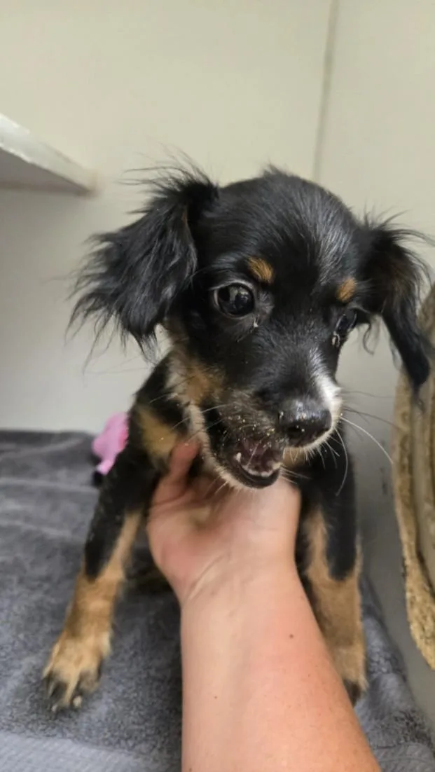A baby small-sized male Cavalier King Charles Spaniel dog named A for adoption in Texas City, TX