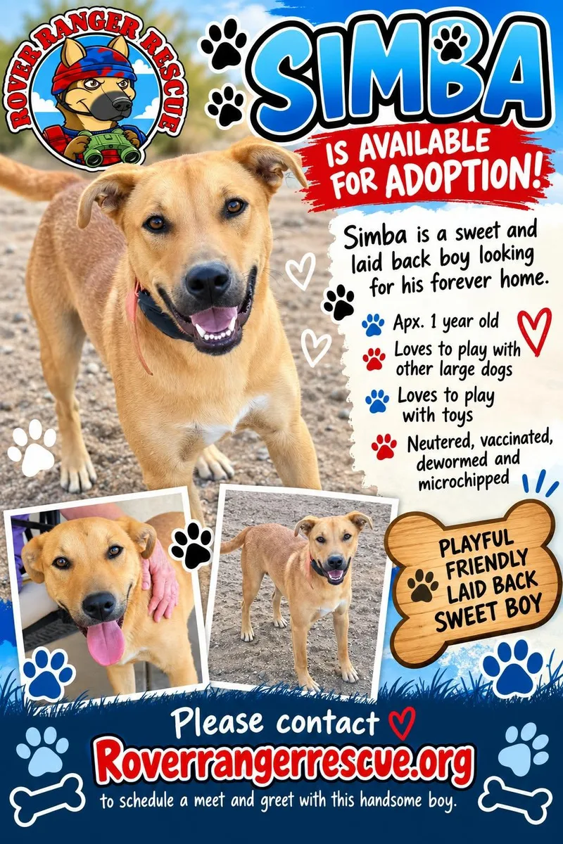 A young medium-sized male Labrador Retriever dog named Simba for adoption in Wrightwood, CA