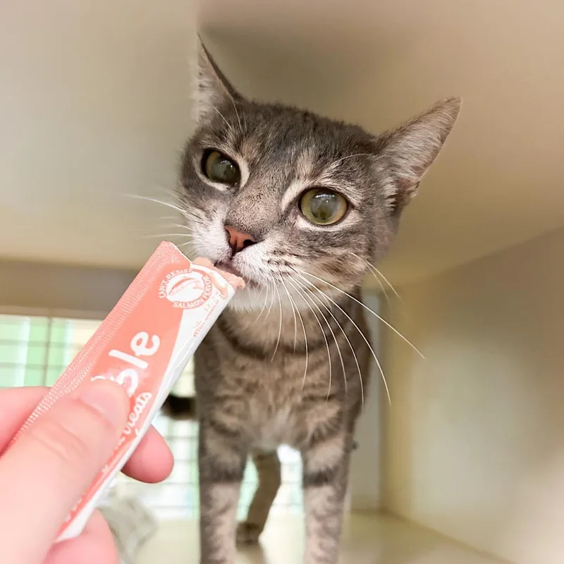 An adult medium-sized female Gray / Blue / Silver Domestic Short Hair cat named Mae for adoption in Kailua Kona, HI