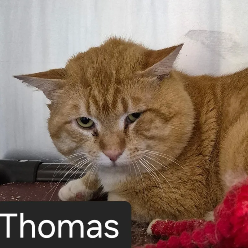 An adult large-sized male Orange & White Domestic Short Hair cat named Thomas for adoption in SNOW HILL, NC