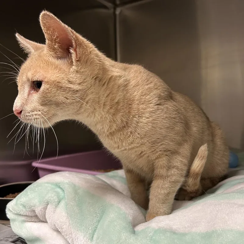 A young medium-sized male Buff / Tan / Fawn Domestic Short Hair cat named Creamsicle for adoption in Galveston, TX