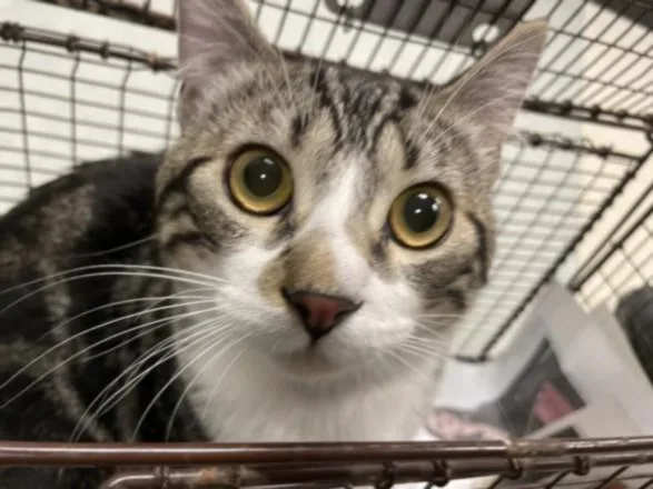 A young medium-sized male Domestic Short Hair cat named Kiki for adoption in Van Nuys, CA