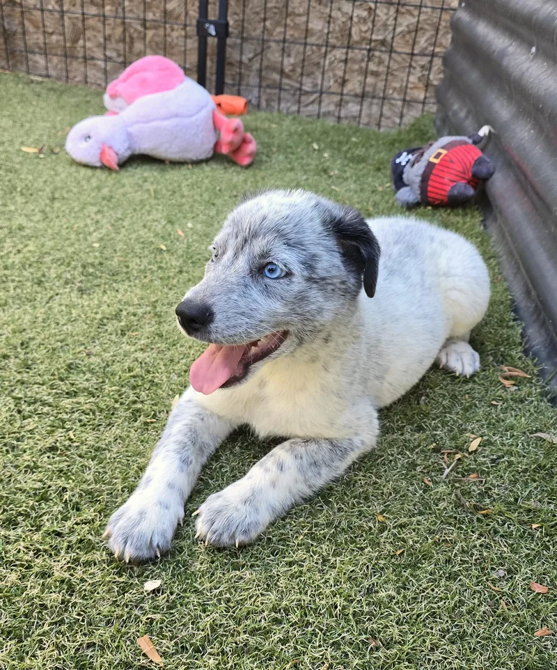 A baby medium-sized male Australian Cattle Dog / Blue Heeler dog named Indigo for adoption in Apache Junction, AZ