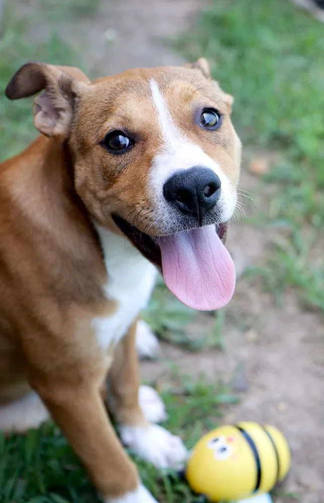 A baby large-sized female Yellow / Tan / Blond / Fawn Labrador Retriever dog named Tweety for adoption in Kansas City, KS