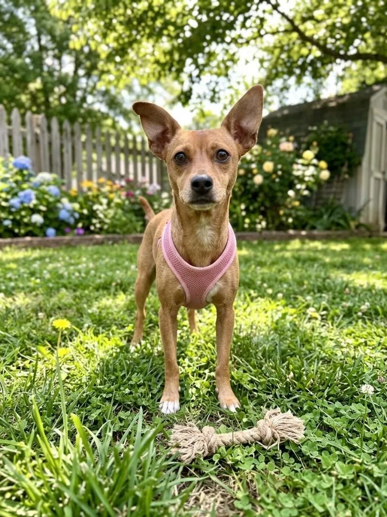 A young small-sized female Terrier dog named Harper for adoption in St. Augustine, FL