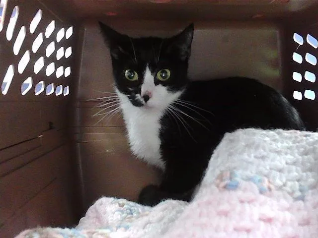A young small-sized female Domestic Short Hair cat named Brew for adoption in Omaha, NE