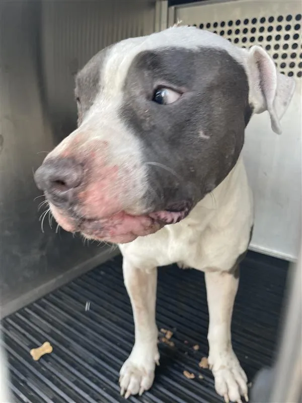 An adult large-sized male Pit Bull Terrier dog named Moose for adoption in Austin, TX