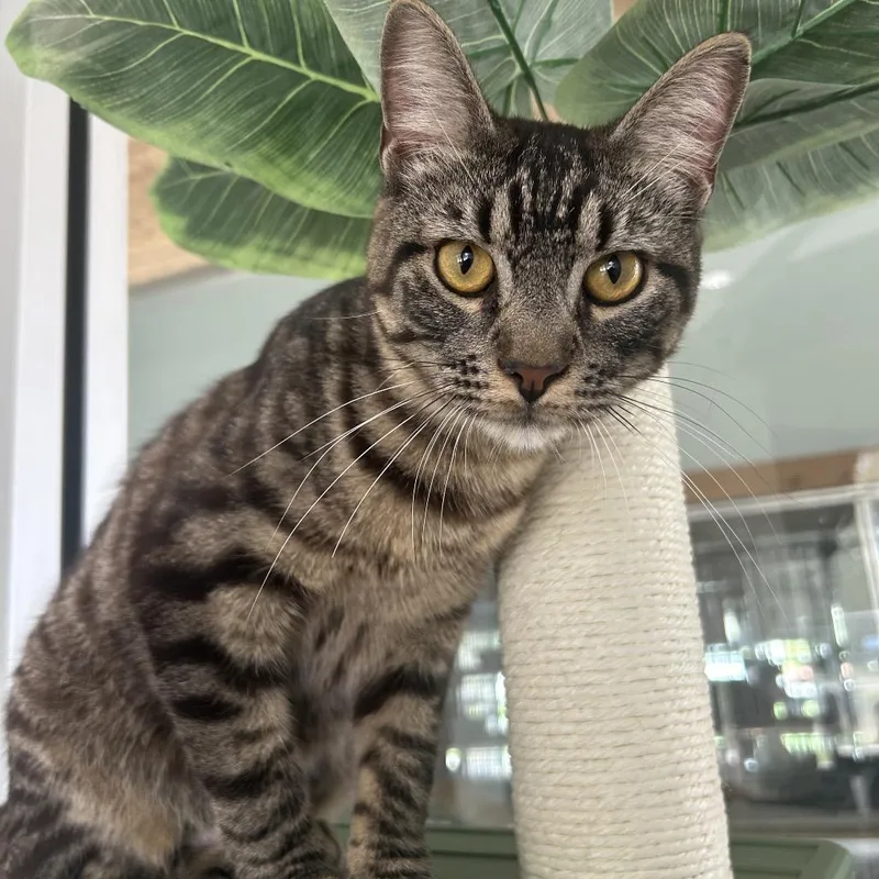 An adult small-sized male Black Domestic Short Hair cat named Fred for adoption in Leander, TX