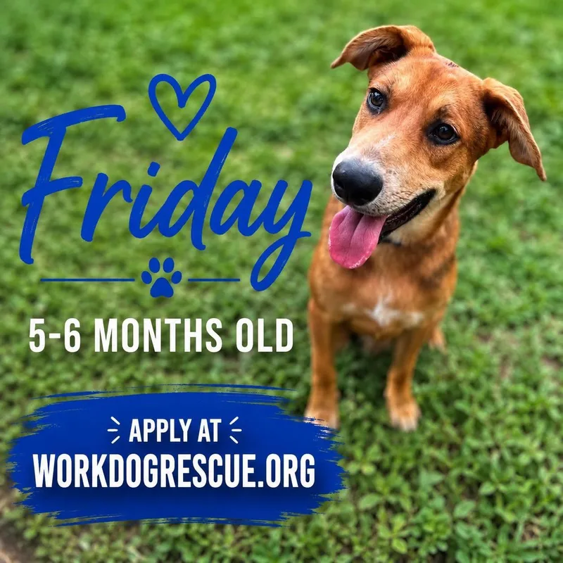 A young medium-sized male Mixed Breed dog named Friday for adoption in Lockhart, TX