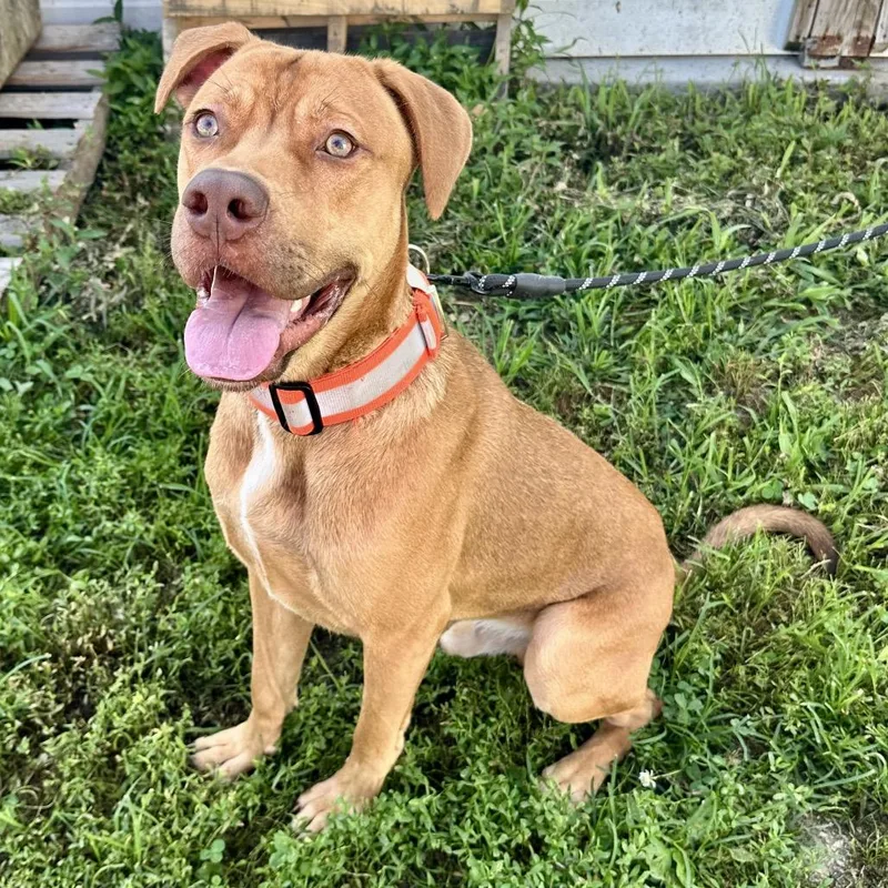 A young large-sized male Red / Chestnut / Orange Mixed Breed dog named Hooch K for adoption in Union, MO