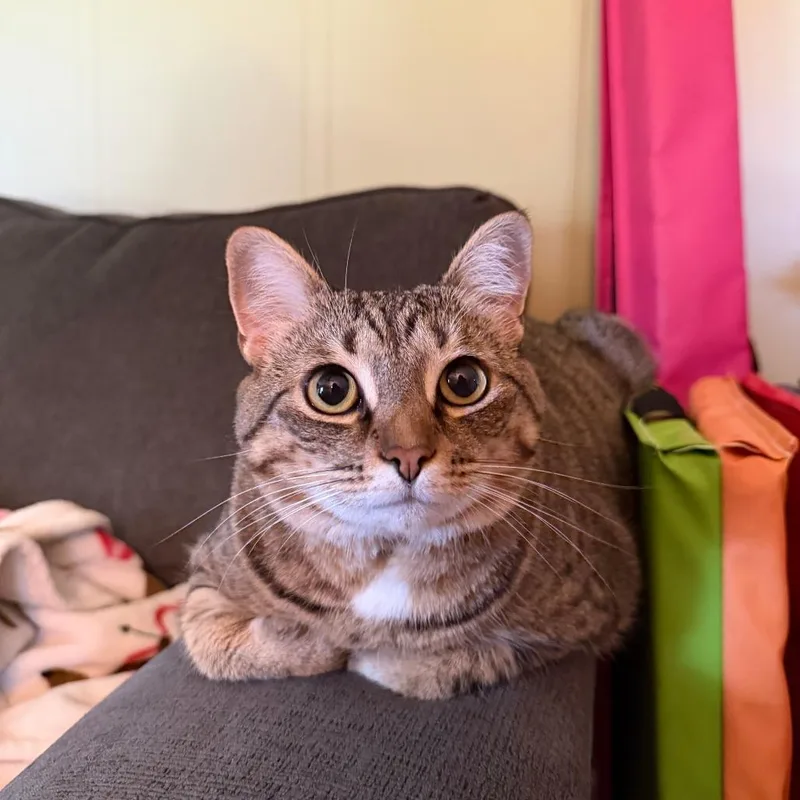 An adult small-sized female Gray / Blue / Silver Domestic Short Hair cat named Lucy for adoption in Lynchburg, VA