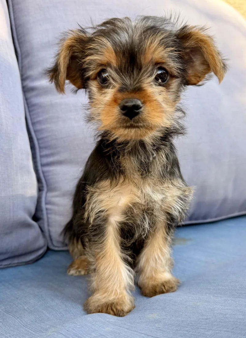 Betty Lou thumbnail 2