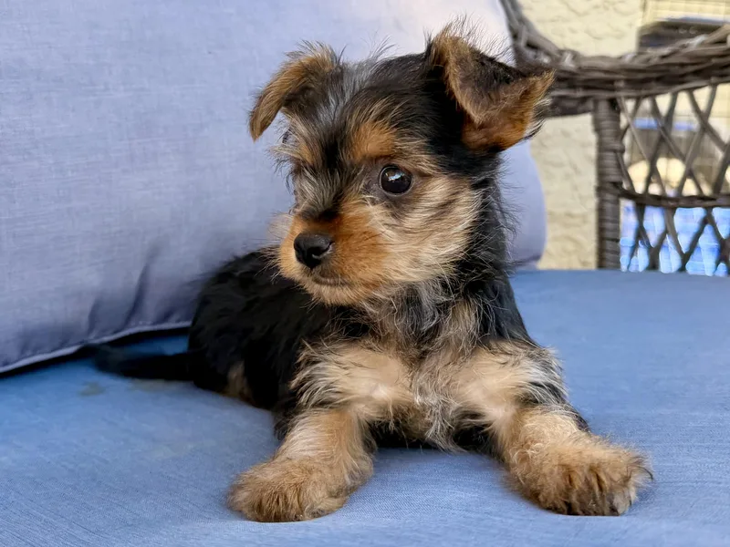 Betty Lou thumbnail 3