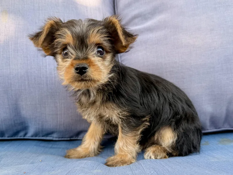 Betty Lou thumbnail 4