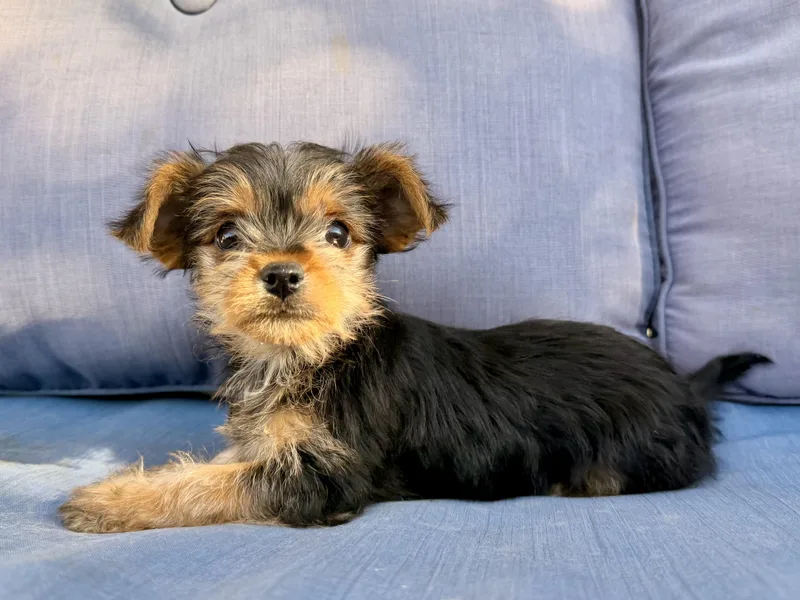 Betty Lou thumbnail 5