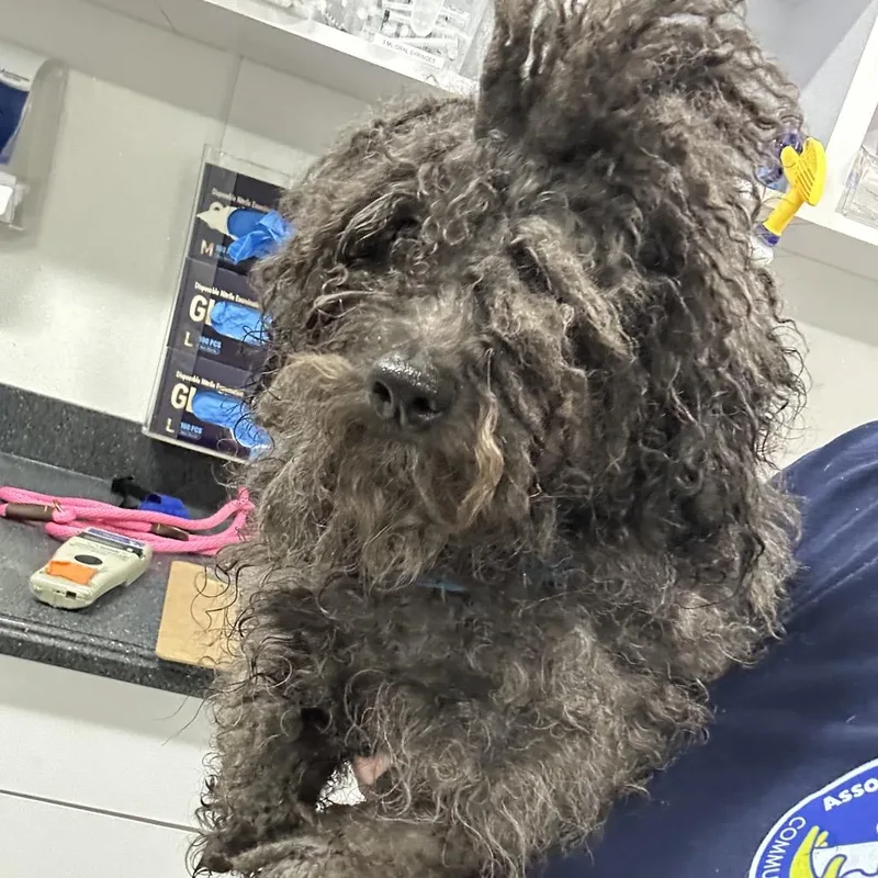 An adult small-sized male Black Poodle (Toy) dog named Maddy for adoption in Newark, NJ