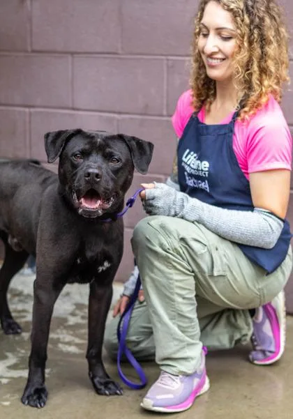 An adult large-sized male Mixed Breed dog named Draven for adoption in Chamblee, GA