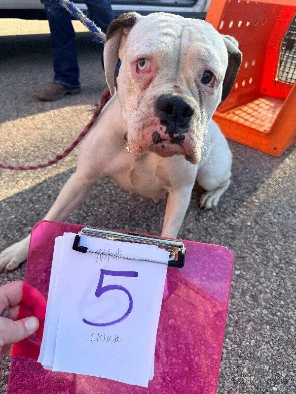 An adult large-sized female Boxer dog named Cincy Columbia for adoption in Monticello, NY