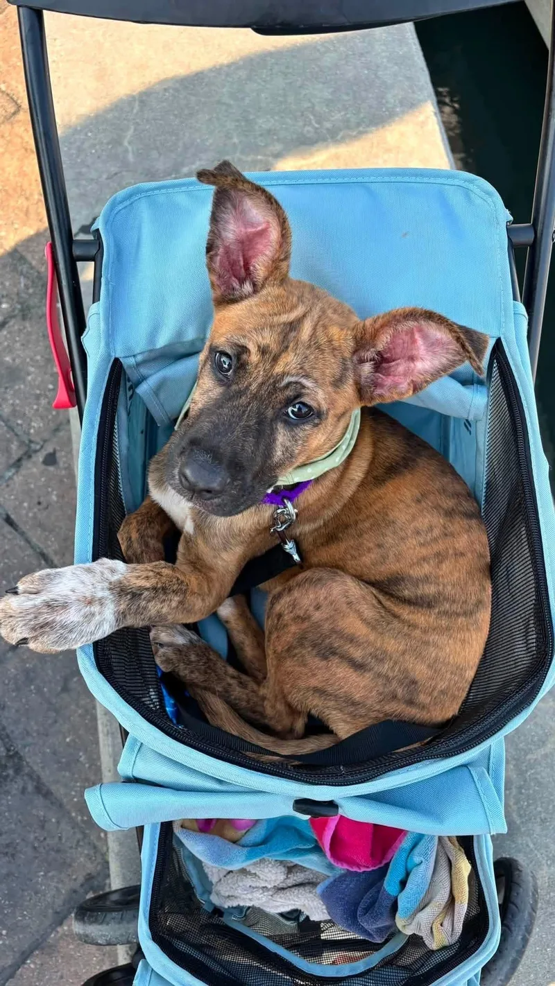 A baby large-sized female Brindle Mixed Breed dog named Hazel for adoption in Myrtle Beach, SC