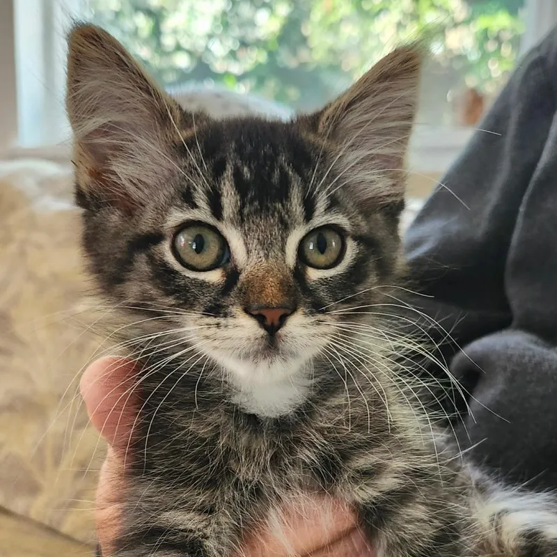A baby small-sized female Brown / Chocolate Domestic Medium Hair cat named Sophia for adoption in Sonoma, CA