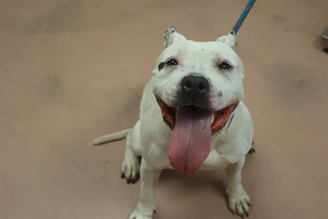 A young medium-sized female Mixed Breed dog named Betty for adoption in Columbia, SC