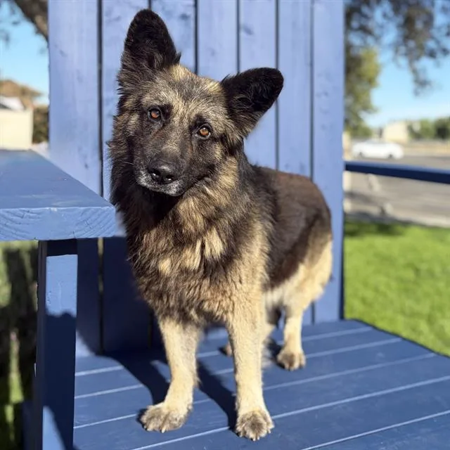 An adult large-sized male German Shepherd Dog dog named Lucas for adoption in Modesto, CA