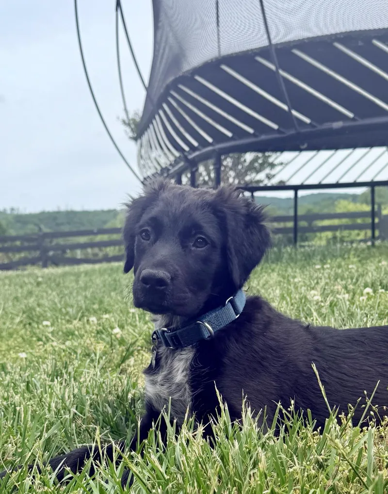 Watson