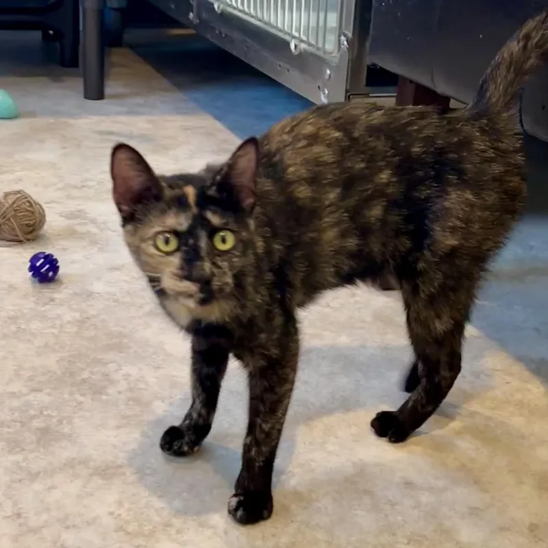 An adult medium-sized female Tortoiseshell Domestic Short Hair cat named Prada for adoption in Jamestown, ND