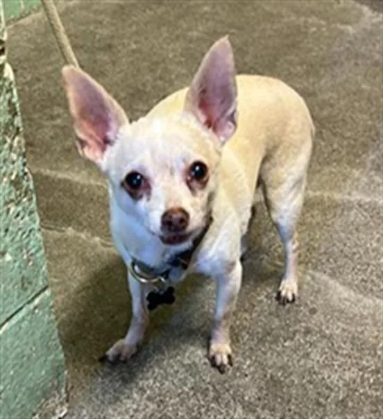 An adult small-sized male Chihuahua dog named Ivan for adoption in Sacramento, CA