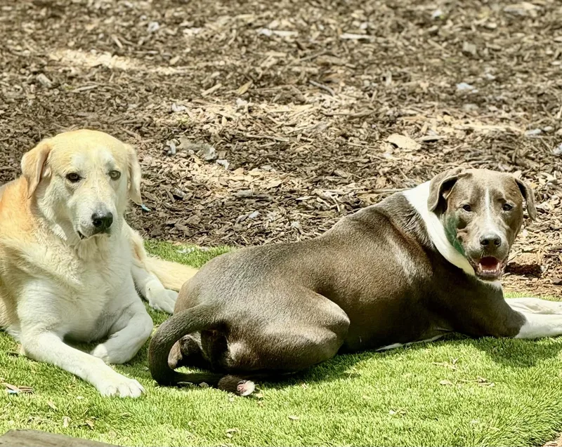 An adult medium-sized male Gray / Blue / Silver Pit Bull Terrier dog named Diesel for adoption in Austin, TX