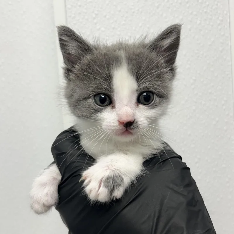 A baby small-sized female Gray / Blue / Silver Domestic Short Hair cat named Molly for adoption in Abilene, TX