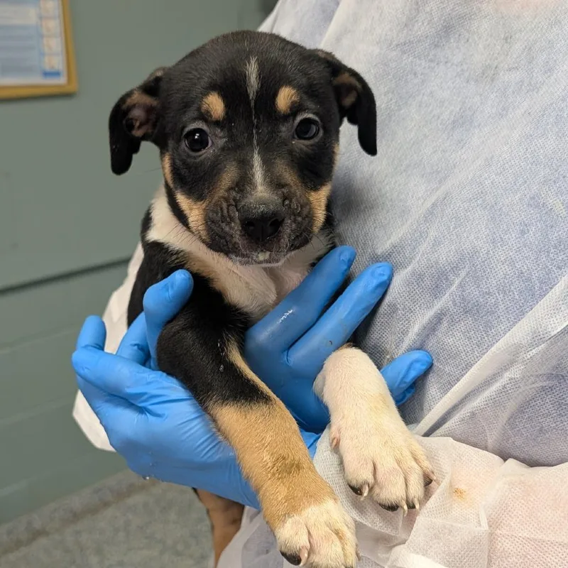 A baby small-sized female Black Retriever dog named Wendigo for adoption in Greenville, SC