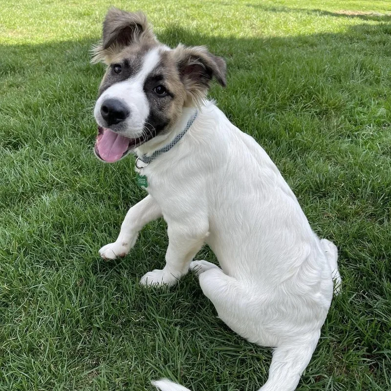 Happy Camper thumbnail 2