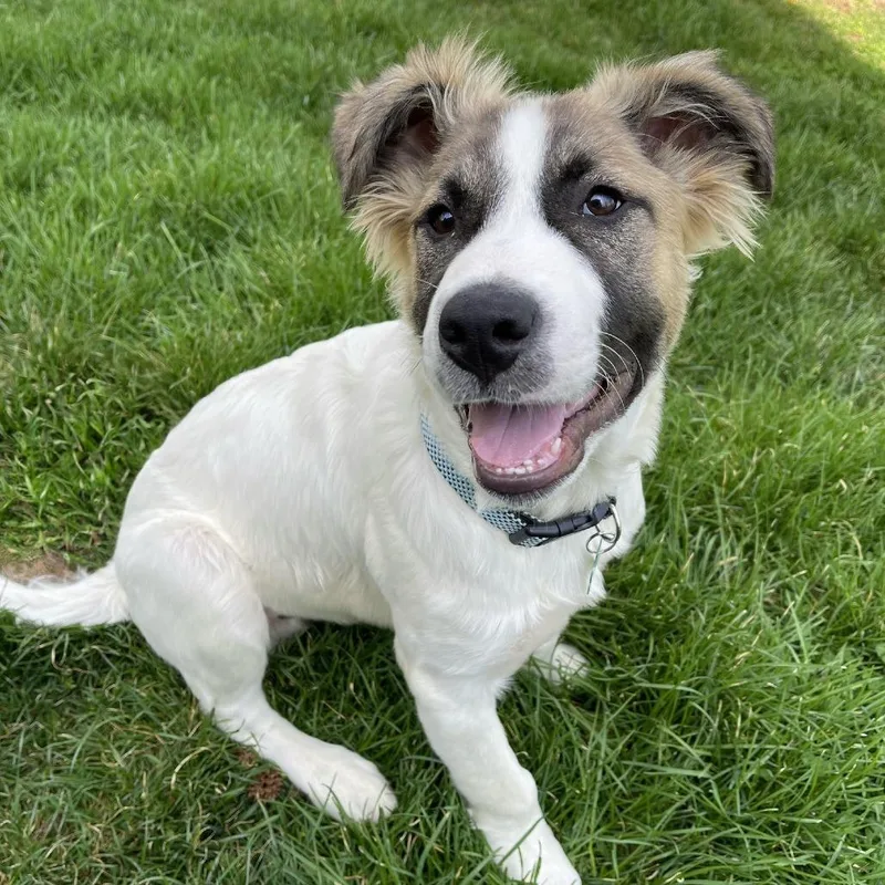 Happy Camper thumbnail 3