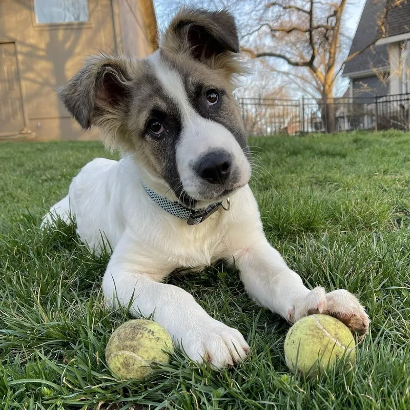 Happy Camper thumbnail 4