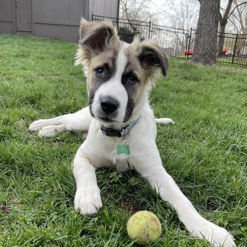 Happy Camper thumbnail 5