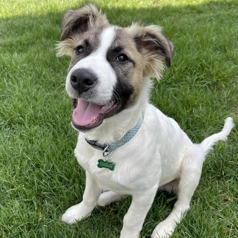 Happy Camper thumbnail 6