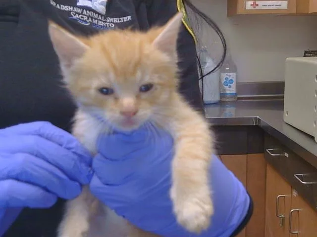 A baby small-sized male Domestic Short Hair cat named Clem for adoption in Sacramento, CA