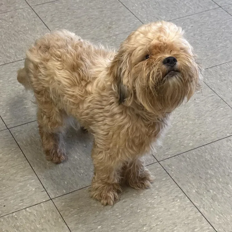 An adult small-sized male Yellow / Tan / Blond / Fawn Lhasa Apso dog named Bennett for adoption in Baton Rouge, LA