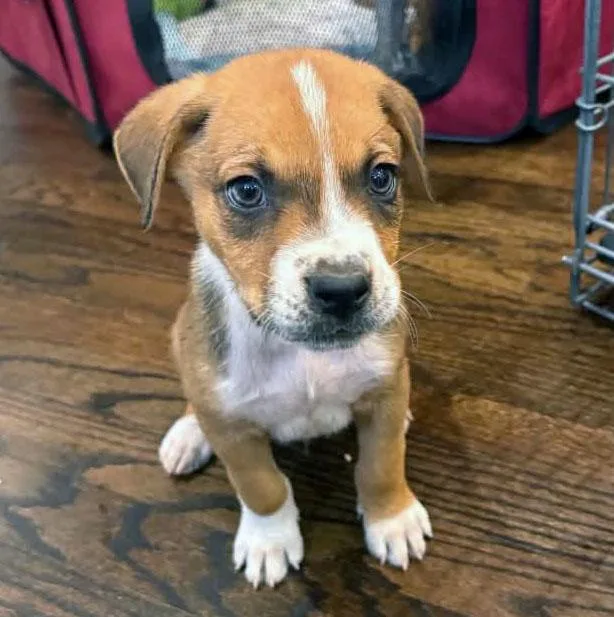 A baby medium-sized male Boxer dog named Boogie for adoption in Kansas City, KS