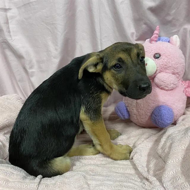 A baby small-sized female German Shepherd Dog dog named Clara for adoption in Modesto, CA