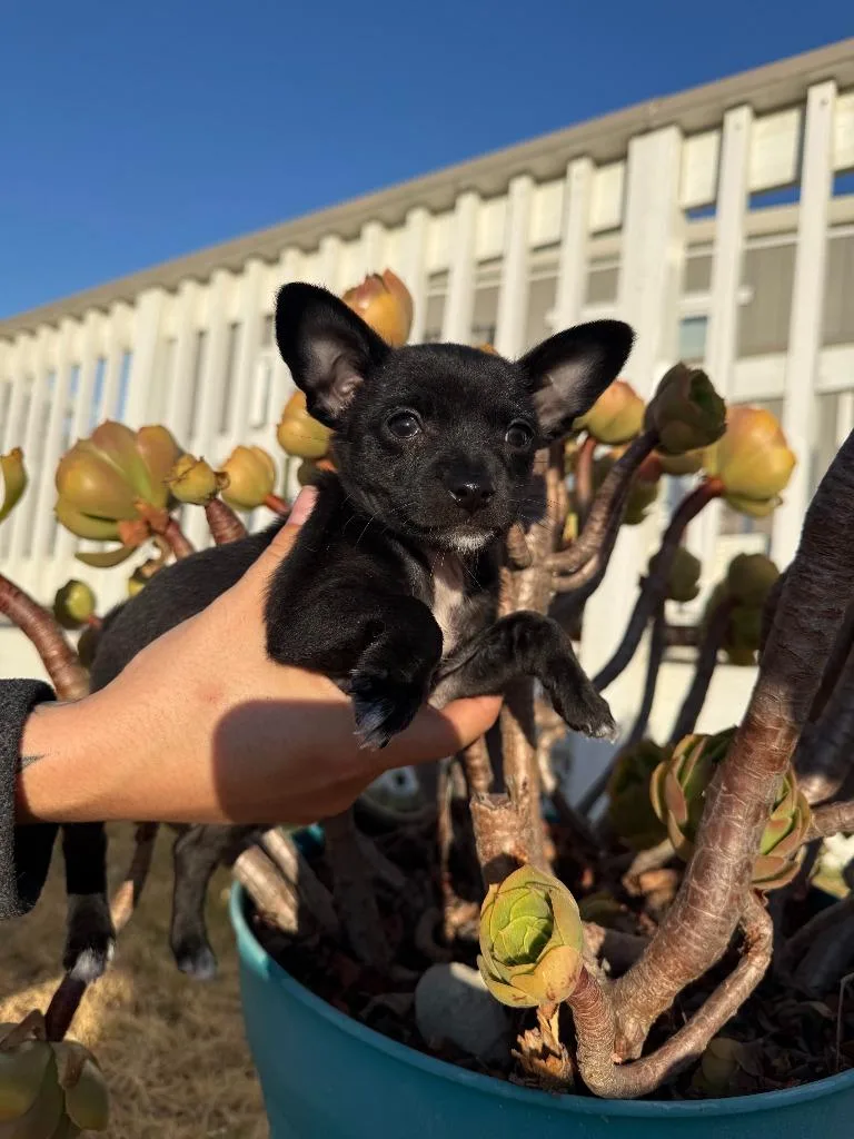 A baby small-sized male Chihuahua dog named Rex for adoption in Vacaville, CA