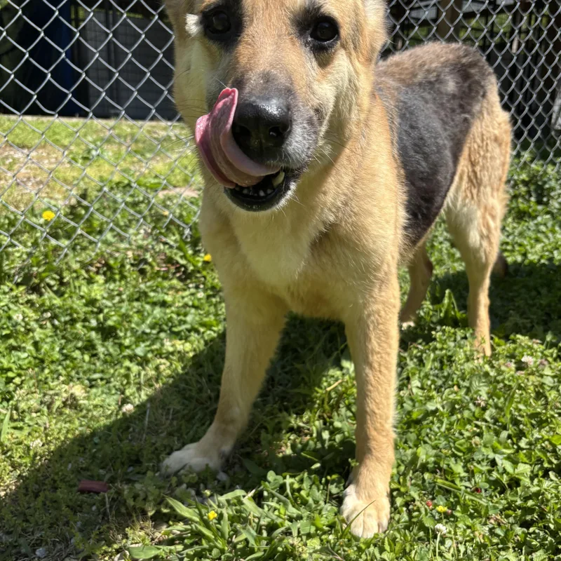 An adult large-sized female German Shepherd Dog dog named Meadow for adoption in Circleville, OH