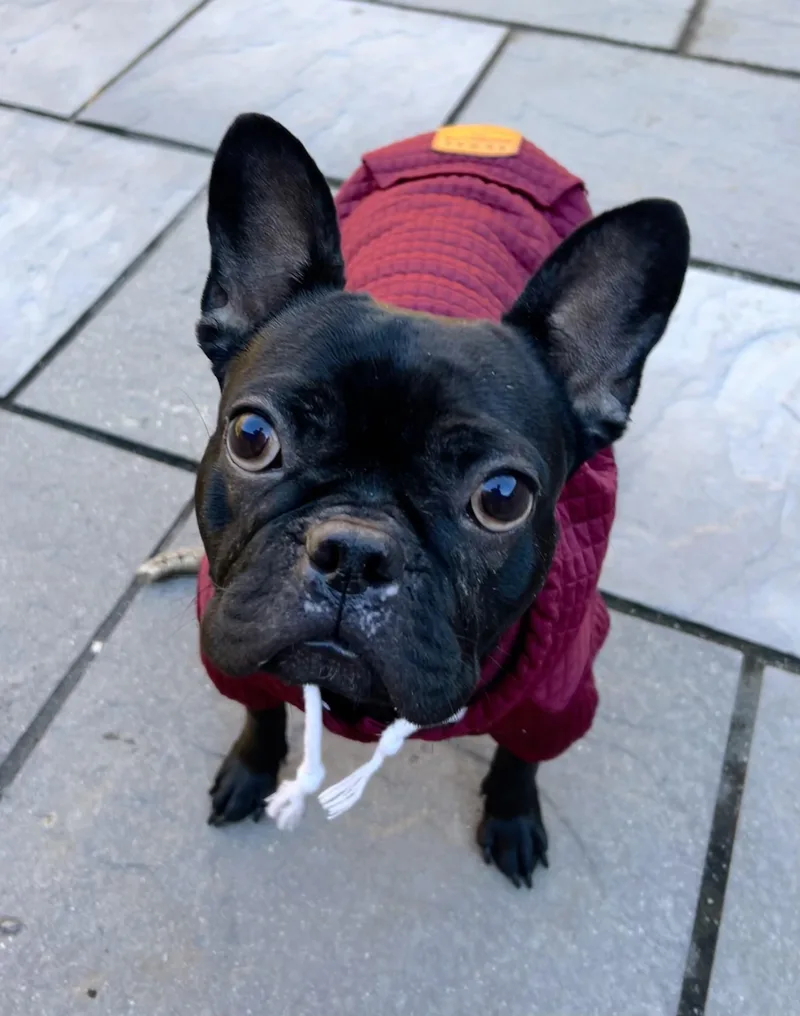 An adult small-sized female French Bulldog dog named Hollis for adoption in Colebrook, CT